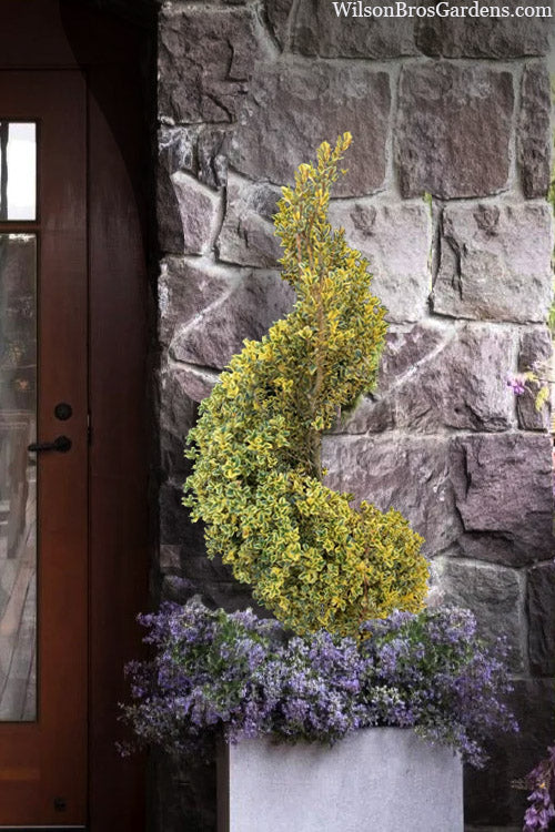  Variegated Boxwood Spiral Topiary - 3 Gallon Pot