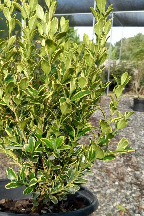  Sunburst Variegated Korean Boxwood - 1 Gallon Pot
