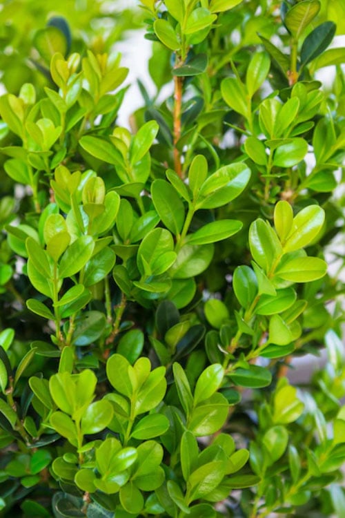  Winterstar Boxwood - 1 Gallon Pot 
