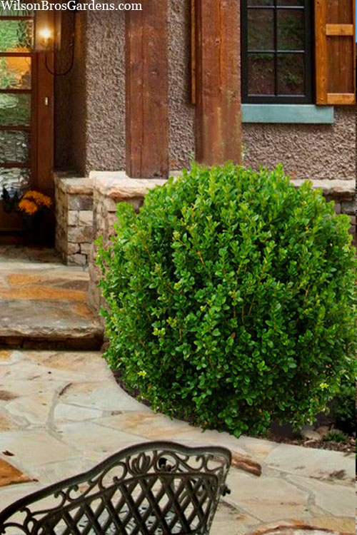  Winterstar Boxwood - 2 Gallon Pot