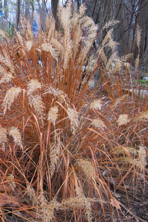  Korean Feather Reed Grass - 3 Gallon Pot
