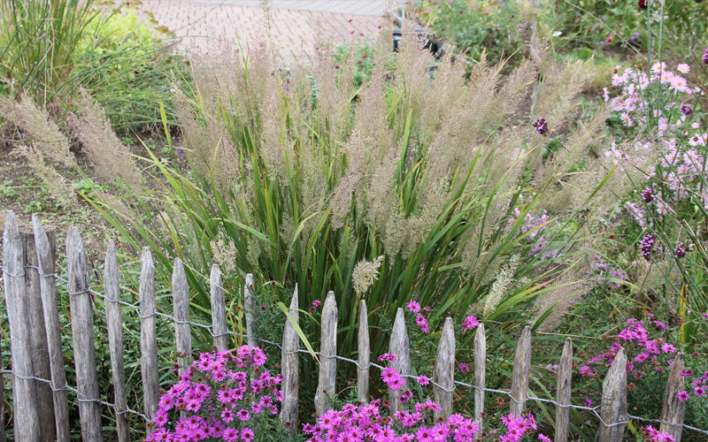  Korean Feather Reed Grass - 1 Gallon Pot