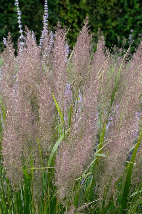  Korean Feather Reed Grass - 3 Gallon Pot