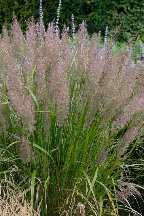  Korean Feather Reed Grass - 3 Gallon Pot
