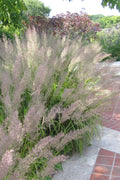  Korean Feather Reed Grass - 3 Gallon Pot