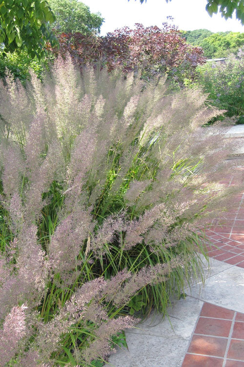  Korean Feather Reed Grass - 1 Gallon Pot