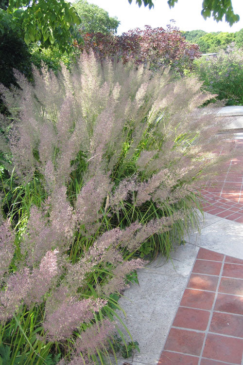  Korean Feather Reed Grass - 3 Gallon Pot
