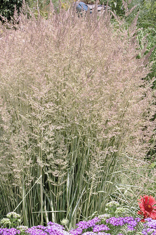  Avalanche Feather Reed Grass (Calamagrostis) - 3 Gallon Pot