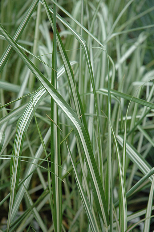  Avalanche Feather Reed Grass (Calamagrostis) - 3 Gallon Pot