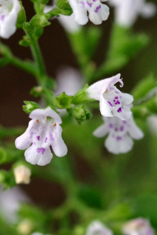  Calamint Plant (Calamintha Nepeta) - 1 Gallon Pot