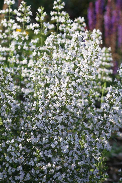  Calamint Plant (Calamintha Nepeta) - 6 Pack Of 1 Gallon Pots