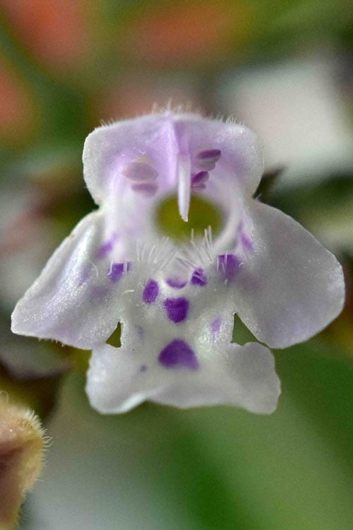  White Cloud Calamint - 1 Gallon Pot