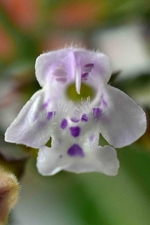 Calamint Plant (Calamintha Nepeta) - 6 Pack Of 1 Gallon Pots