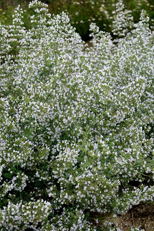  Calamint Plant (Calamintha Nepeta) - 1 Gallon Pot