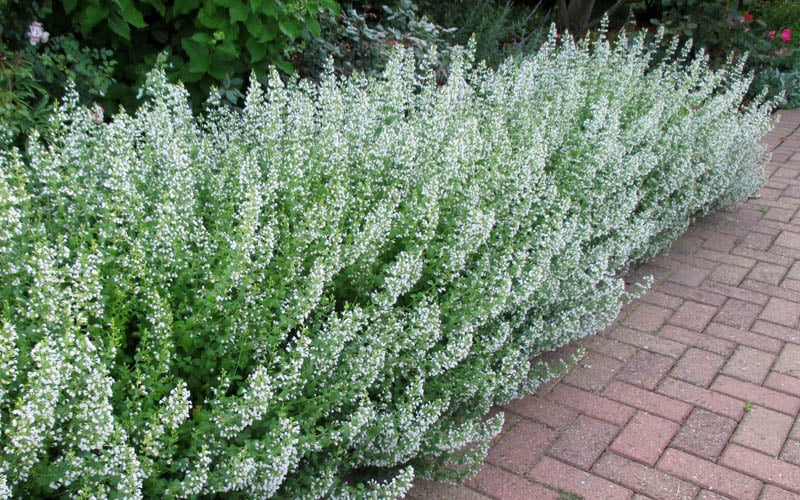  White Cloud Calamint - 5 Pack Of Quart Pots