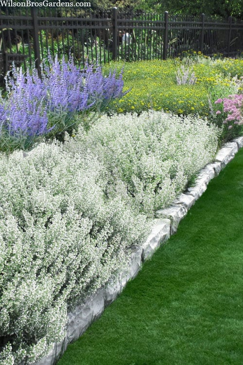  White Cloud Calamint - 5 Pack Of Quart Pots