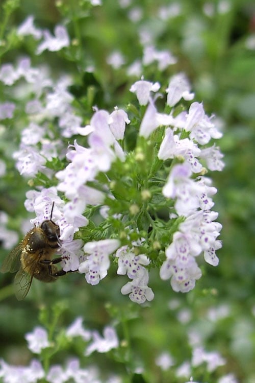  White Cloud Calamint - 1 Gallon Pot