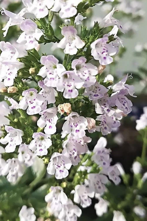  White Cloud Calamint - 1 Gallon Pot