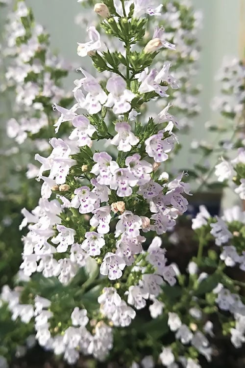  White Cloud Calamint - 1 Gallon Pot