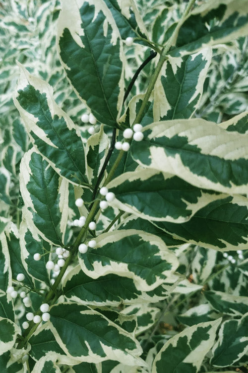  Duet Variegated Beautyberry (Callicarpa) - 1G