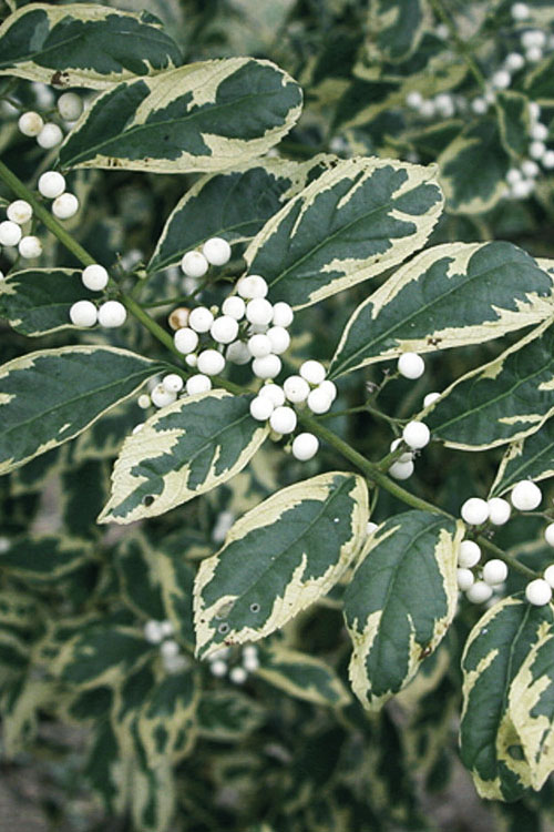  Duet Variegated Beautyberry (Callicarpa) - 1G