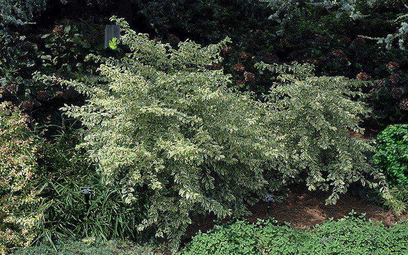  Duet Variegated Beautyberry (Callicarpa) - 1G