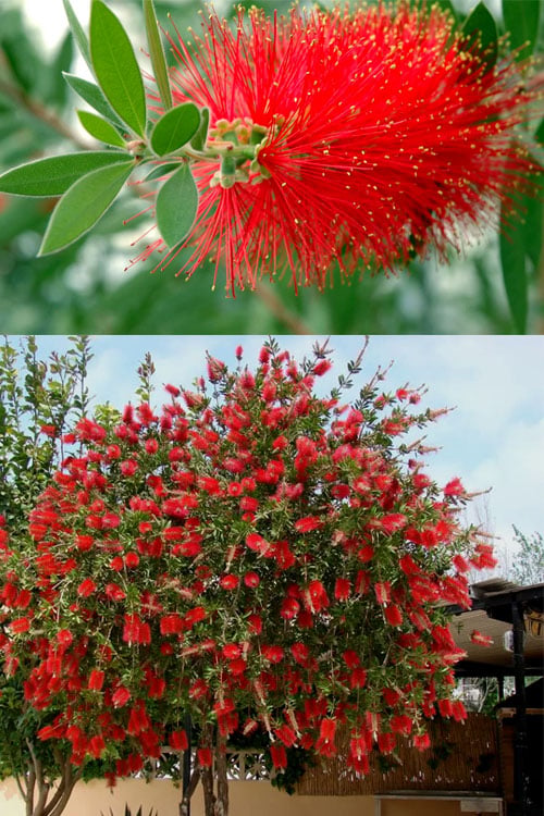  Red Cluster Bottlebrush Tree - 7 Gallon Pot 