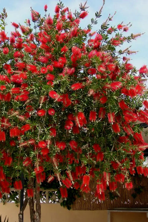  Red Cluster Bottlebrush Tree - 3 Gallon Pot