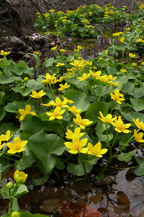  Marsh Marigold Plant (Caltha) - 1 Gallon Pot