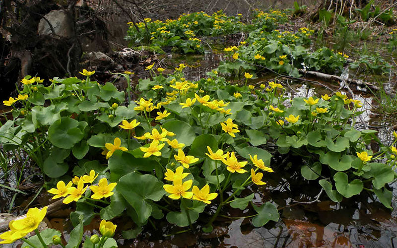  Marsh Marigold Plant (Caltha) - 1 Gallon Pot