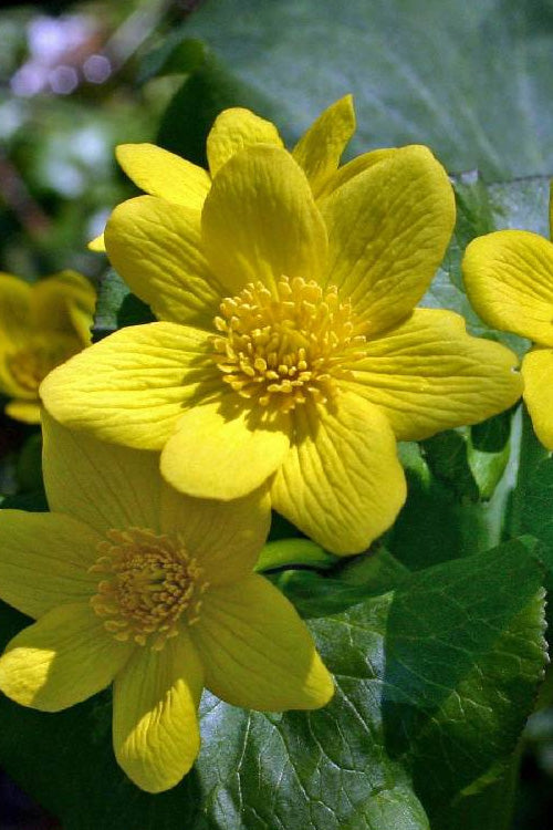  Marsh Marigold Plant (Caltha) - 6 Pack Of 1 Gallon Pots