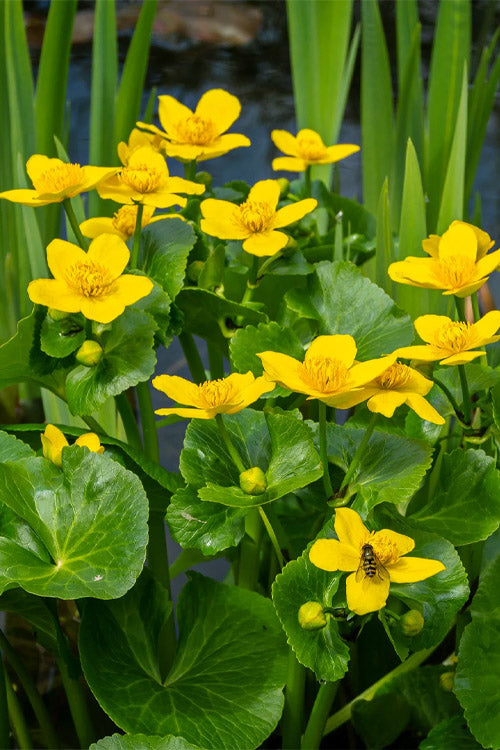  Marsh Marigold Plant (Caltha) - 1 Gallon Pot