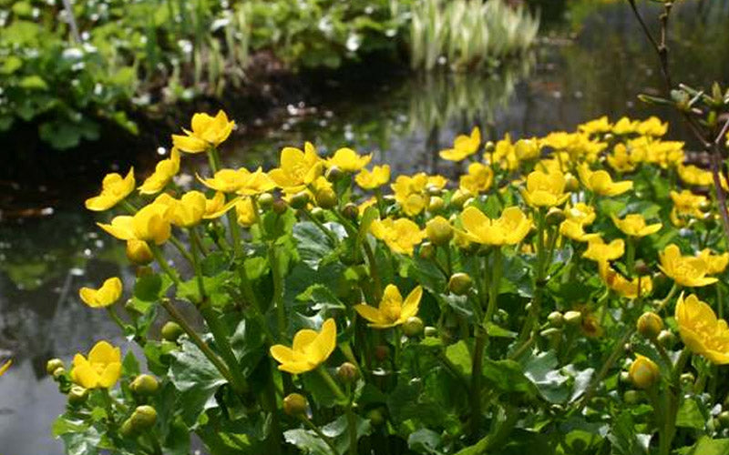  Marsh Marigold Plant (Caltha) - 6 Pack Of 1 Gallon Pots