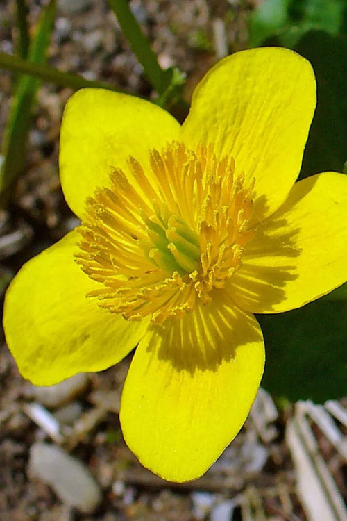  Marsh Marigold Plant (Caltha) - 1 Gallon Pot