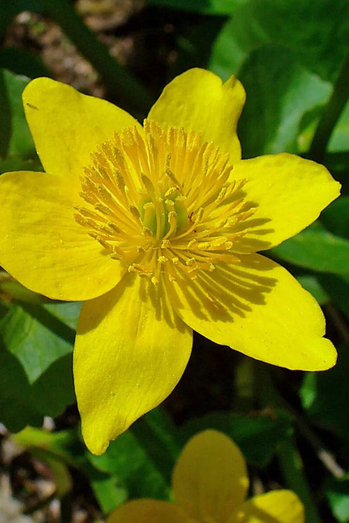  Marsh Marigold Plant (Caltha) - 1 Gallon Pot