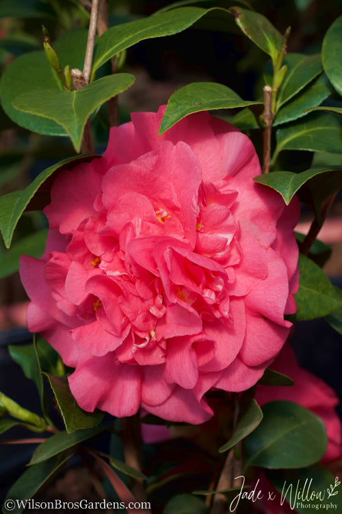  Ack-Scent Fragrant Pink Camellia Japonica - 1 Gallon Pot