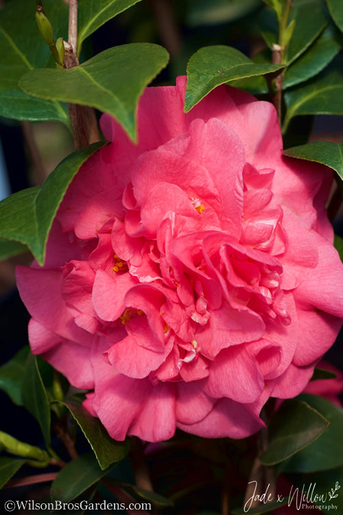  Ack-Scent Fragrant Pink Camellia Japonica - 3 Gallon Pot
