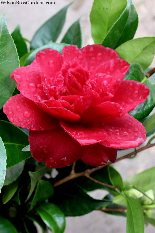  Altheaflora Camellia - 3 Gallon Pot