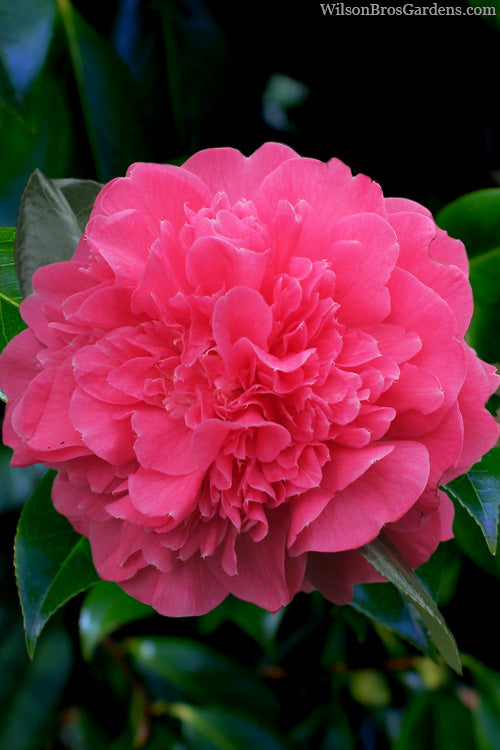  Anticipation Camellia - 3 Gallon Pot