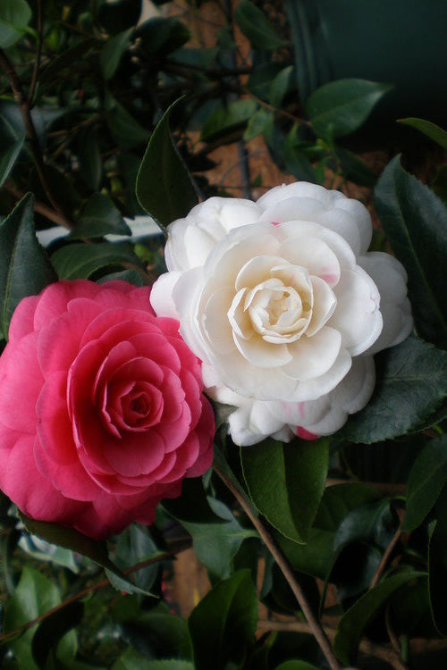  April Dawn Cold Hardy Camellia Japonica - 1 Gallon Pot