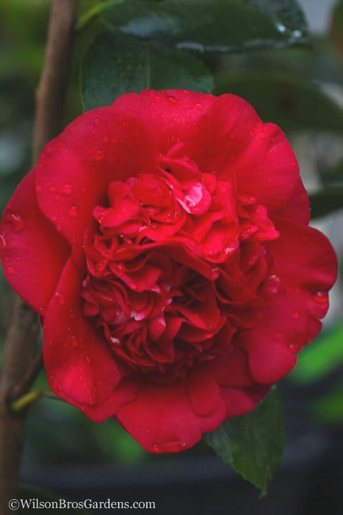  April Tryst Camellia Japonica - 3 Gallon Pot