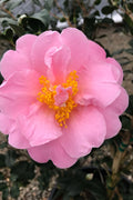  Autumn Pink Icicle Cold Hardy Camellia - 3 Gallon Pot