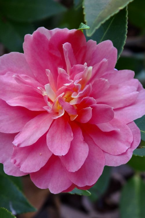  Autumn Spirit Camellia - Hybrid - 1 Gallon Pot 
