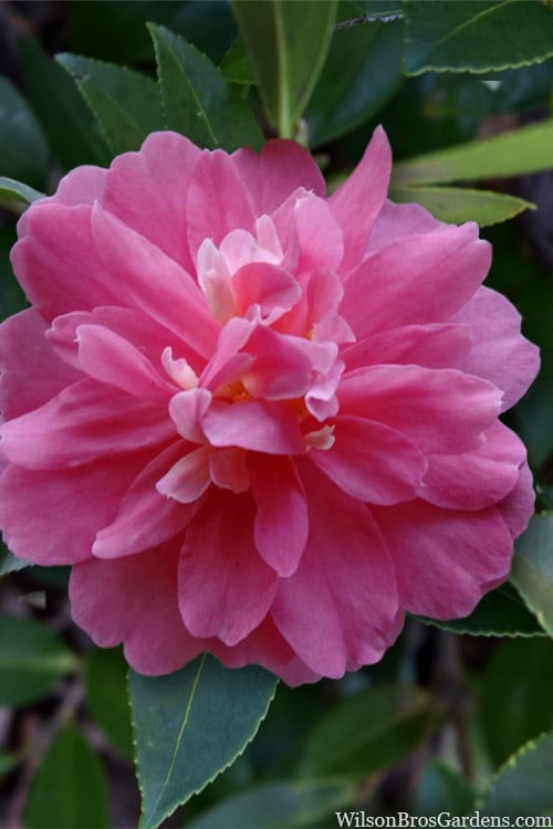  Autumn Spirit Camellia - Hybrid - 1 Gallon Pot 