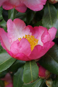  Autumn Sunrise Camellia Sasanqua - 1 Gallon Pot