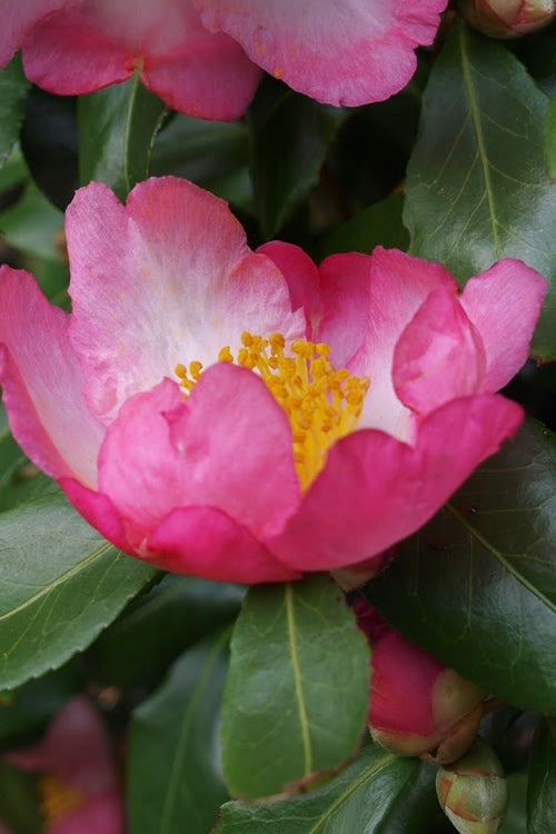  Autumn Sunrise Camellia Sasanqua - 1 Gallon Pot