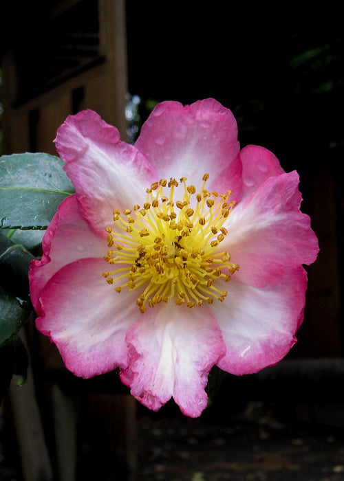  Autumn Sunrise Camellia Sasanqua - 1 Gallon Pot