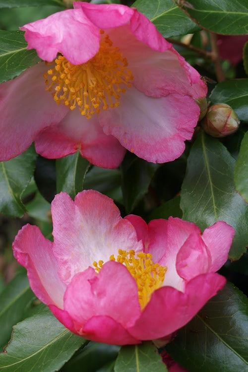  Autumn Sunrise Camellia Sasanqua - 1 Gallon Pot