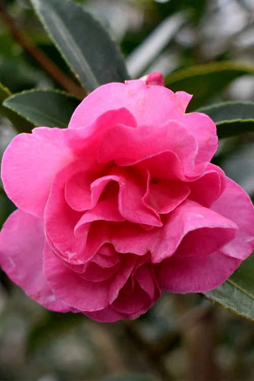  Brandy's Temper Camellia Sasanqua - 3 Gallon Pot