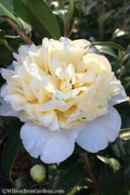  Brushfield Yellow Camellia Japonica - 3 Gallon Pot